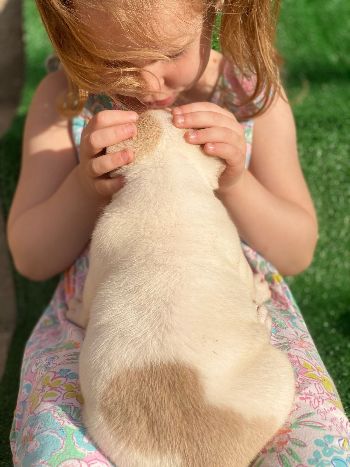 Помет Каспер и Кентуки. 14.05.25. Американский Булли в г. Ростов-на-Дону. Питомник THE POWER OF SIBERIA