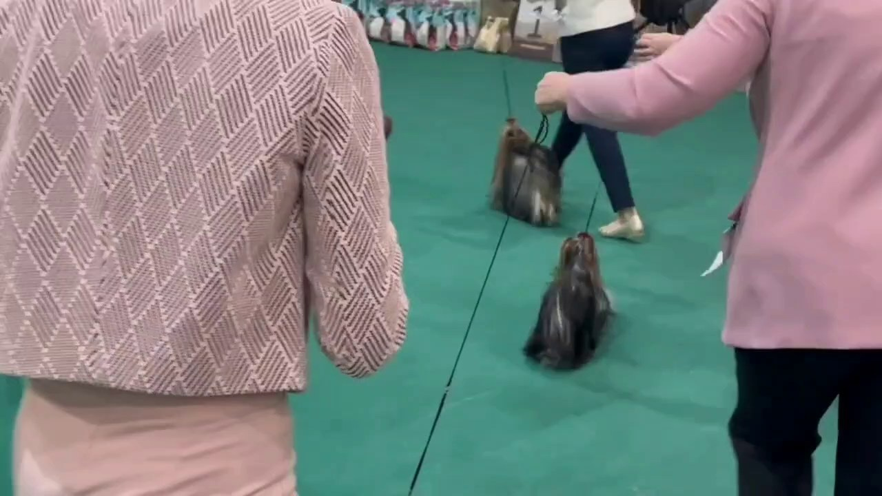 Йоркширский терьер. Выставки. Питомник Воле'Т Шоу Vole'T Shou. Йоркширский терьер — питомник йоркширских терьеров Vole'T Shou