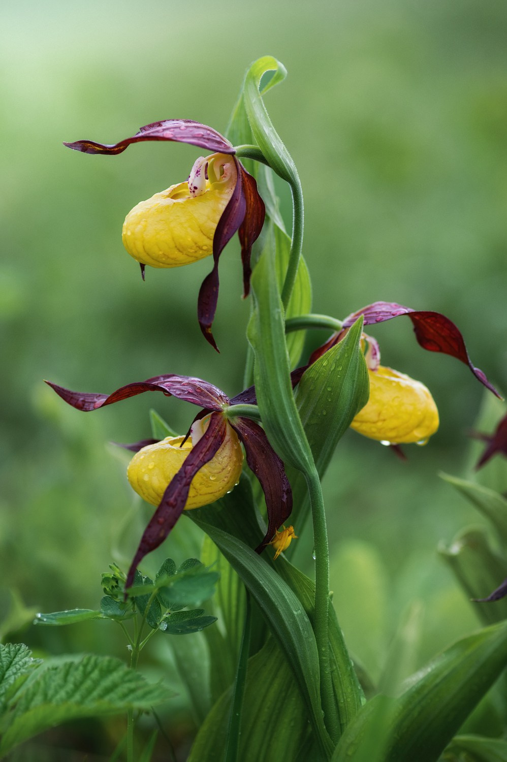 Четверо в жёлтом. Венерин башмачок настоящий (Cypripedium calceolus) в количестве трёх цветков и цветочный паук. Алтайский район, май 2025