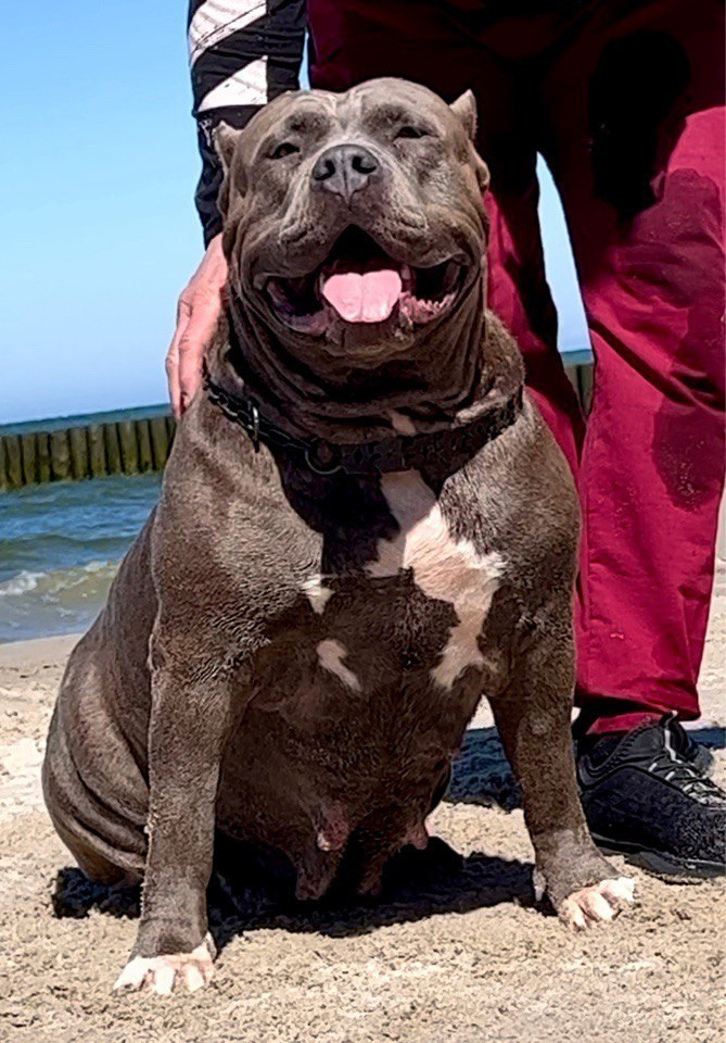 Квини. Американские булли XL в г. Калининград. Питомник Great Bully UNIVERSE