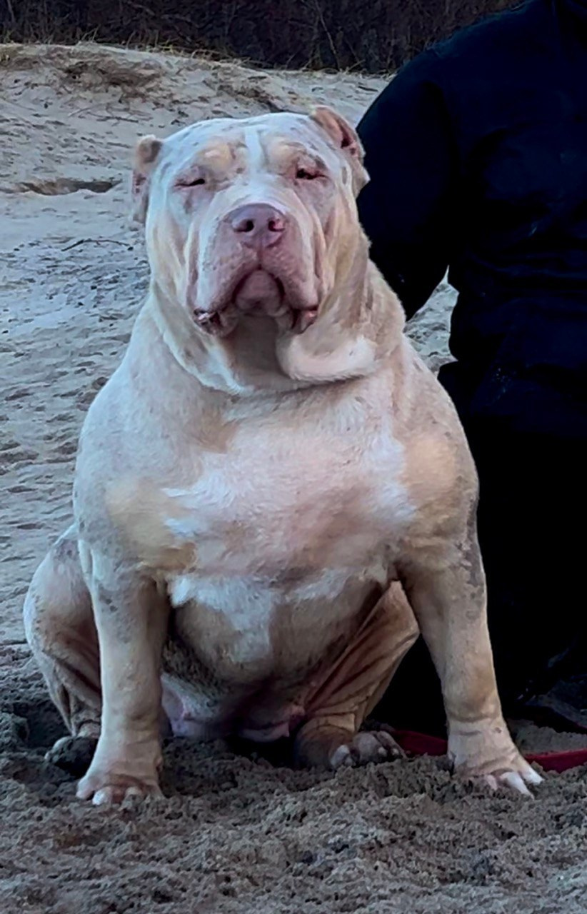 BBK’s Amber. Американские булли XL в г. Калининград. Питомник Great Bully UNIVERSE