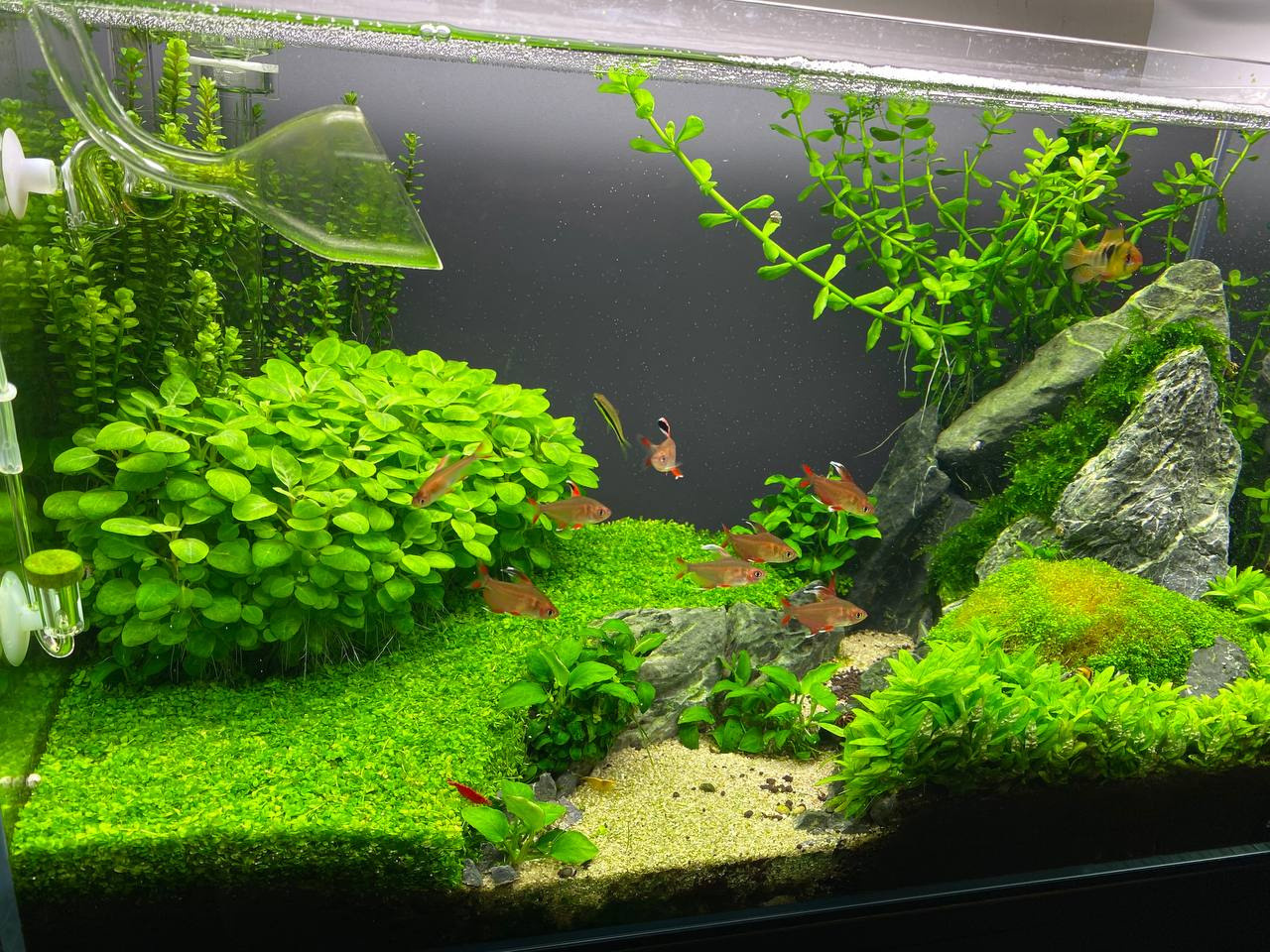 Tanks of my students. Home