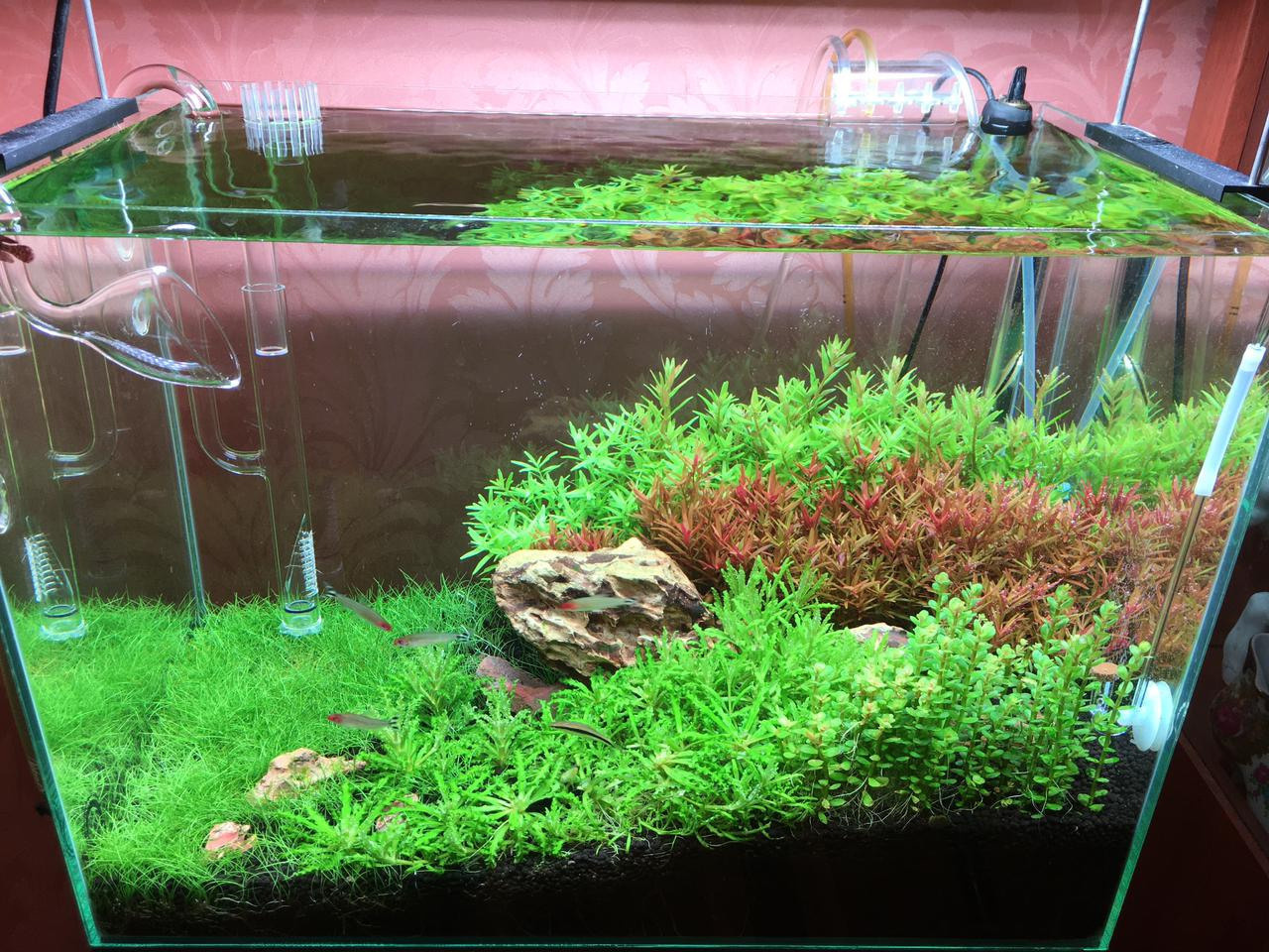 Tanks of my students. Home