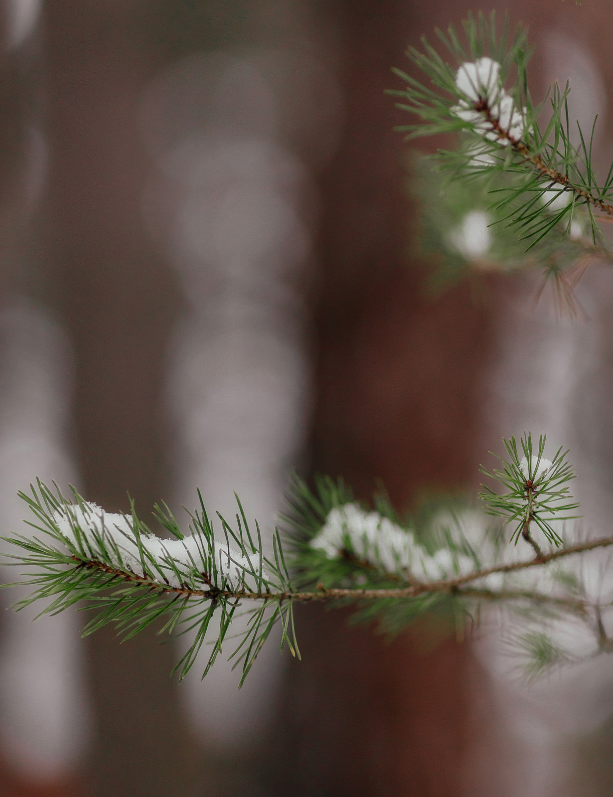Последний день января. Семейный и детский фотограф |Брянск| Анастасия Перепелкина