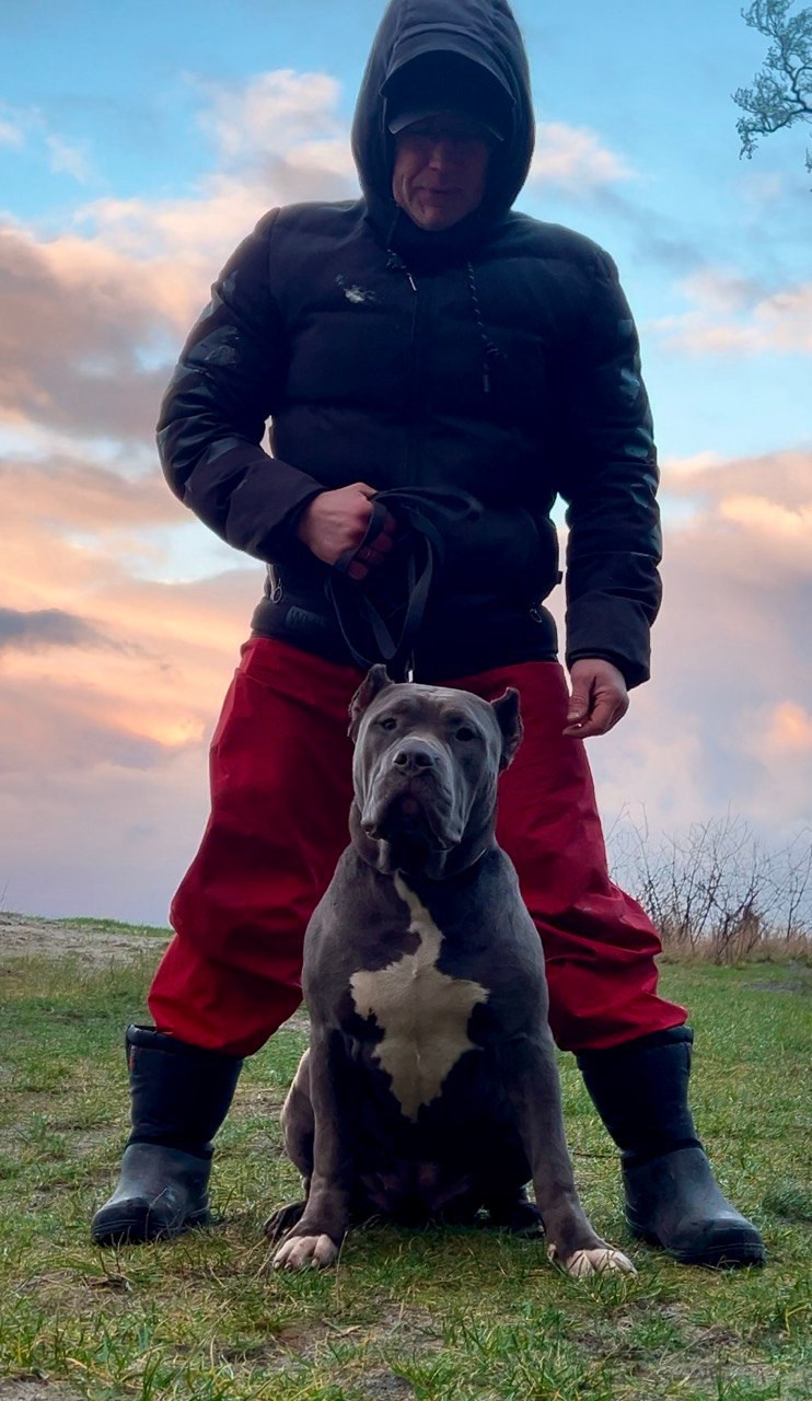 GBU Lakshmi. Американские булли XL в г. Калининград. Питомник Great Bully UNIVERSE