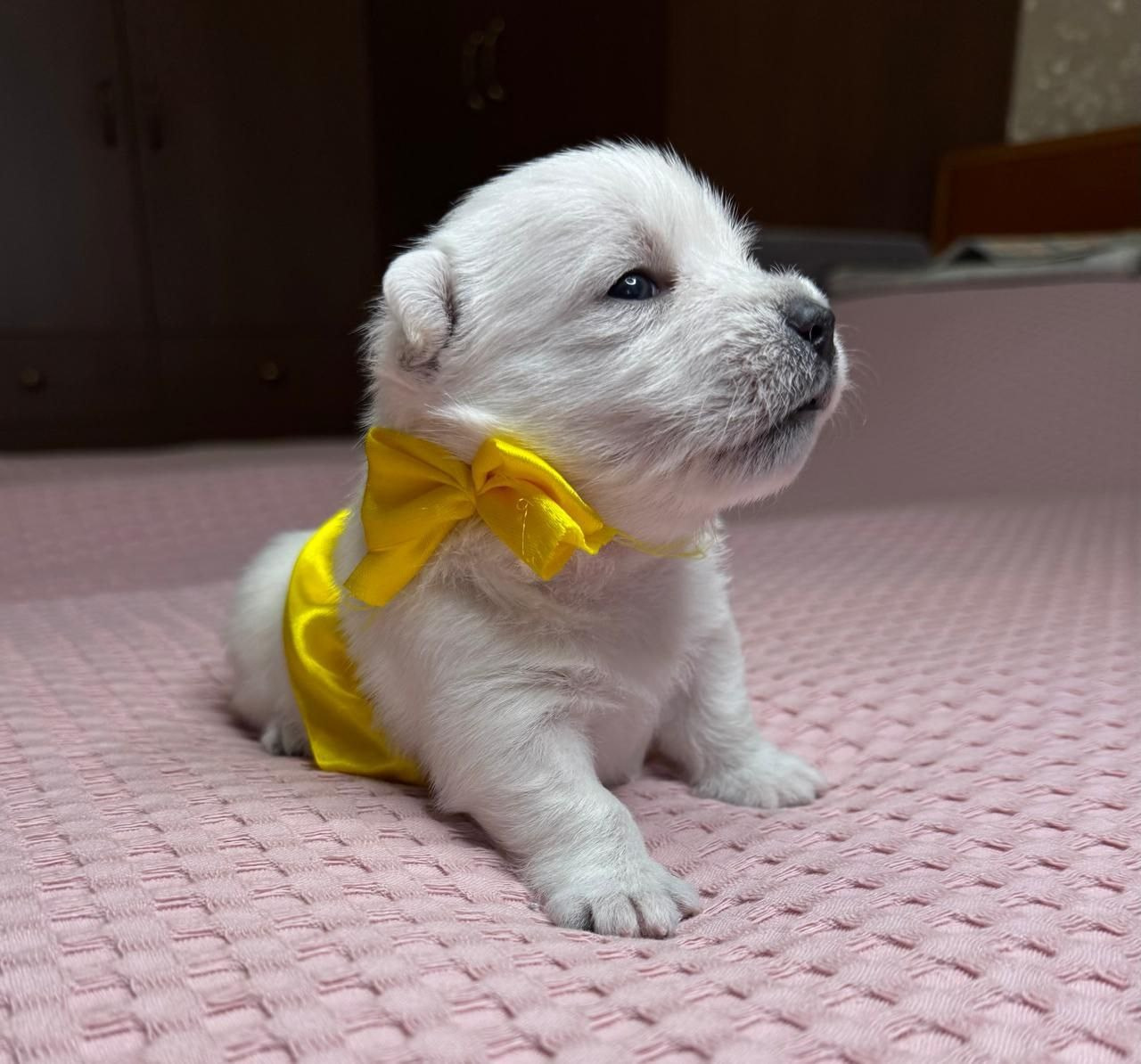 Щенки 14.01.2025. Питомник собак породы вест хайленд вайт терьер в Москве