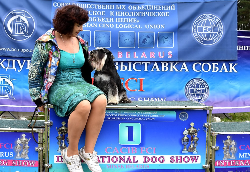 Майбах/Delinso Balance Argyris. Питомник цвергшнауцеров в Беларуси «Делинсо Бэлэнс»