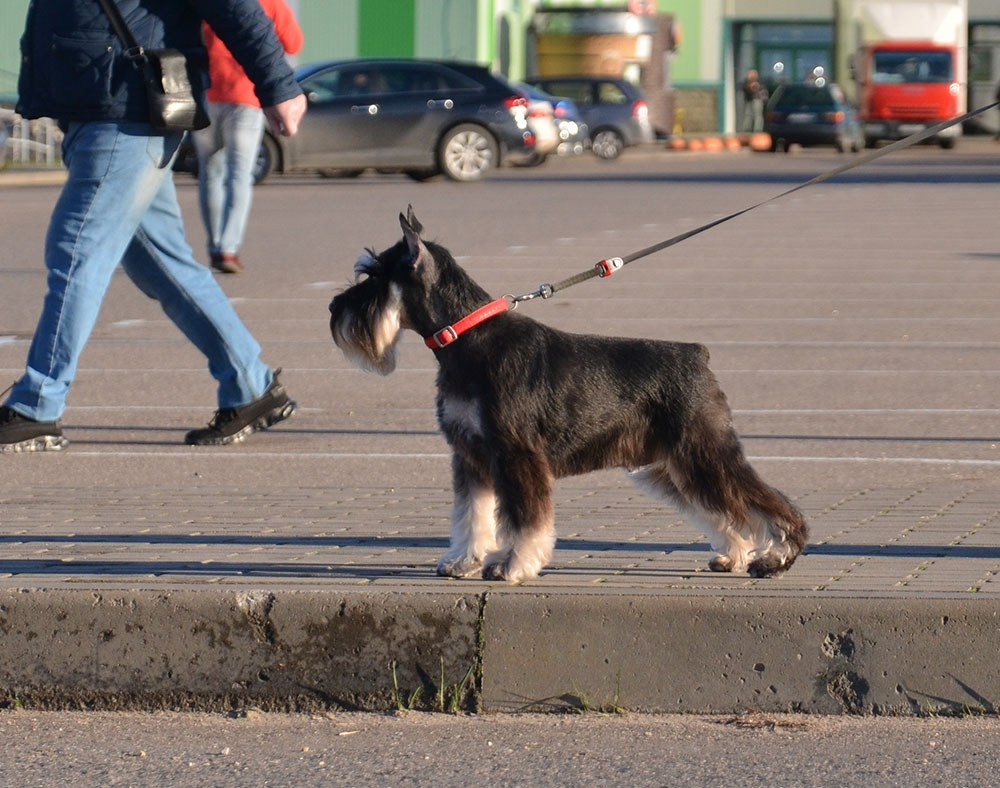 Питомник Делинсо Бэлэнс, щенки цвергшнауцера, купить щенка цвергшнауцера, питомник цвергшнауцеров, кобель цвергшнауцера для вязки, щенок цвергшнауцера, питомник цвергшнауцеров, черный с серебром, цверг, лучший питомник в беларуси, питомник цвергшнауцеров минск