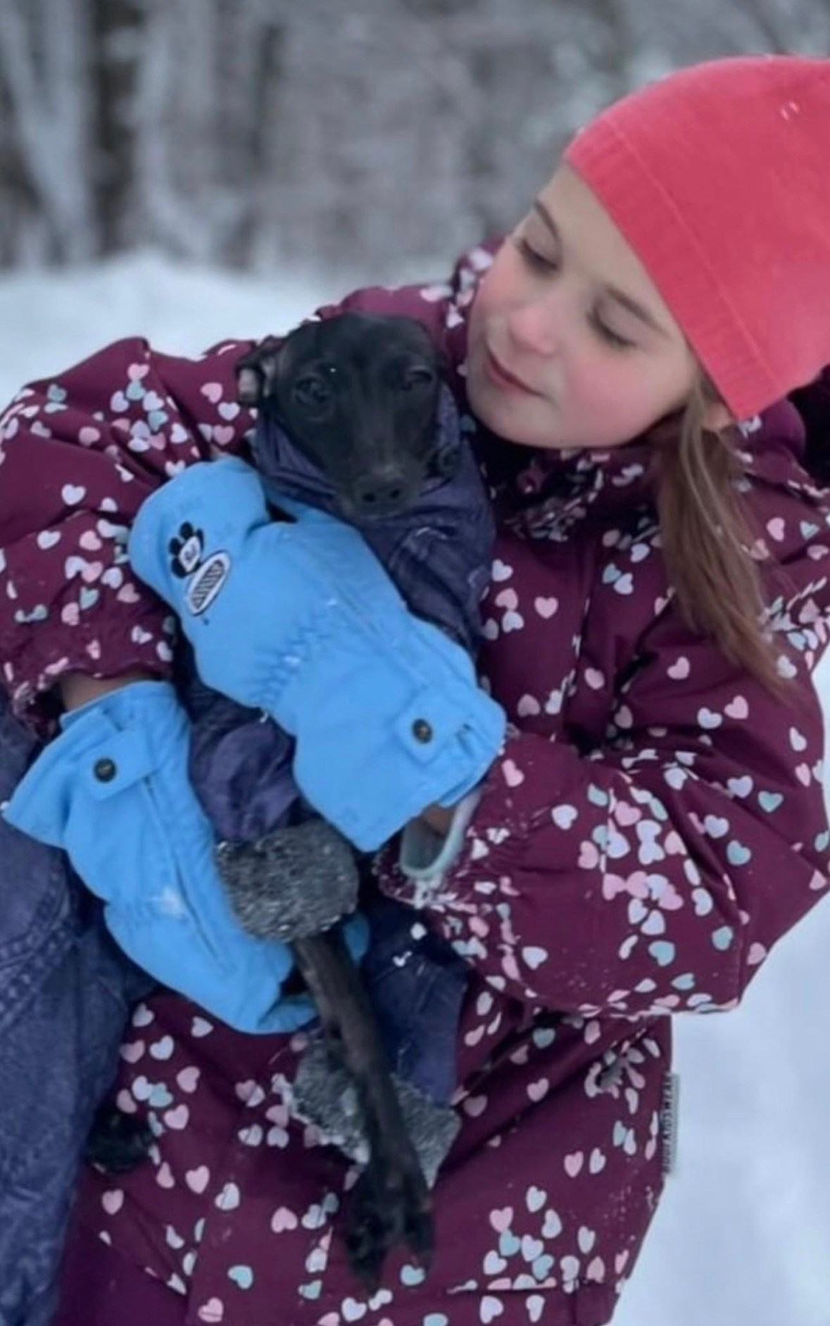 Левретка и ребенок: нежная дружба. Профессиональный питомник левреток РКФ/FCI ASTI SAPPHIRE 💎 Сочи|Санкт-Петербург