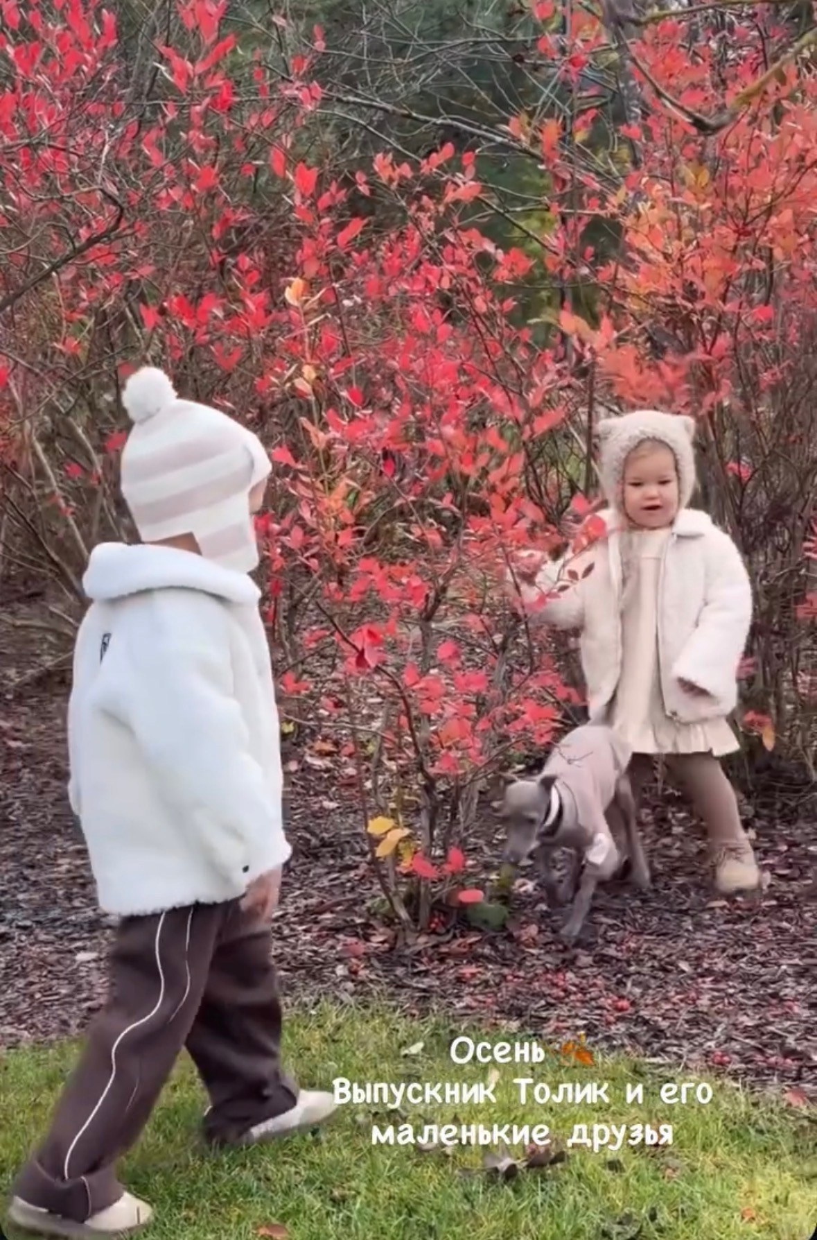 Левретка и ребенок: нежная дружба. Профессиональный питомник левреток РКФ/FCI ASTI SAPPHIRE 💎 Сочи|Санкт-Петербург