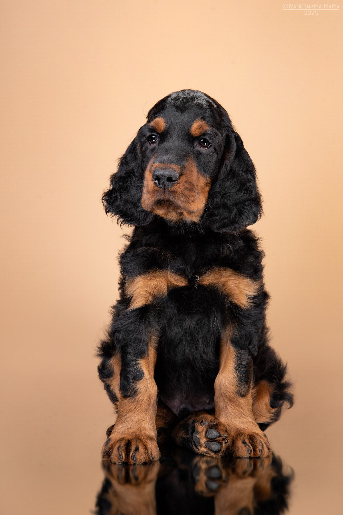 Фотосессия щенков на фонах. Фотограф собак в Москве и Московской области Иванушкина Мария