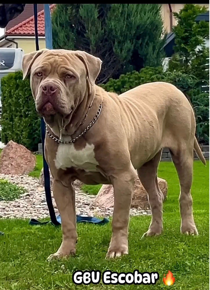 GBU ESKOBAR. Американские булли XL в г. Калининград. Питомник Great Bully UNIVERSE