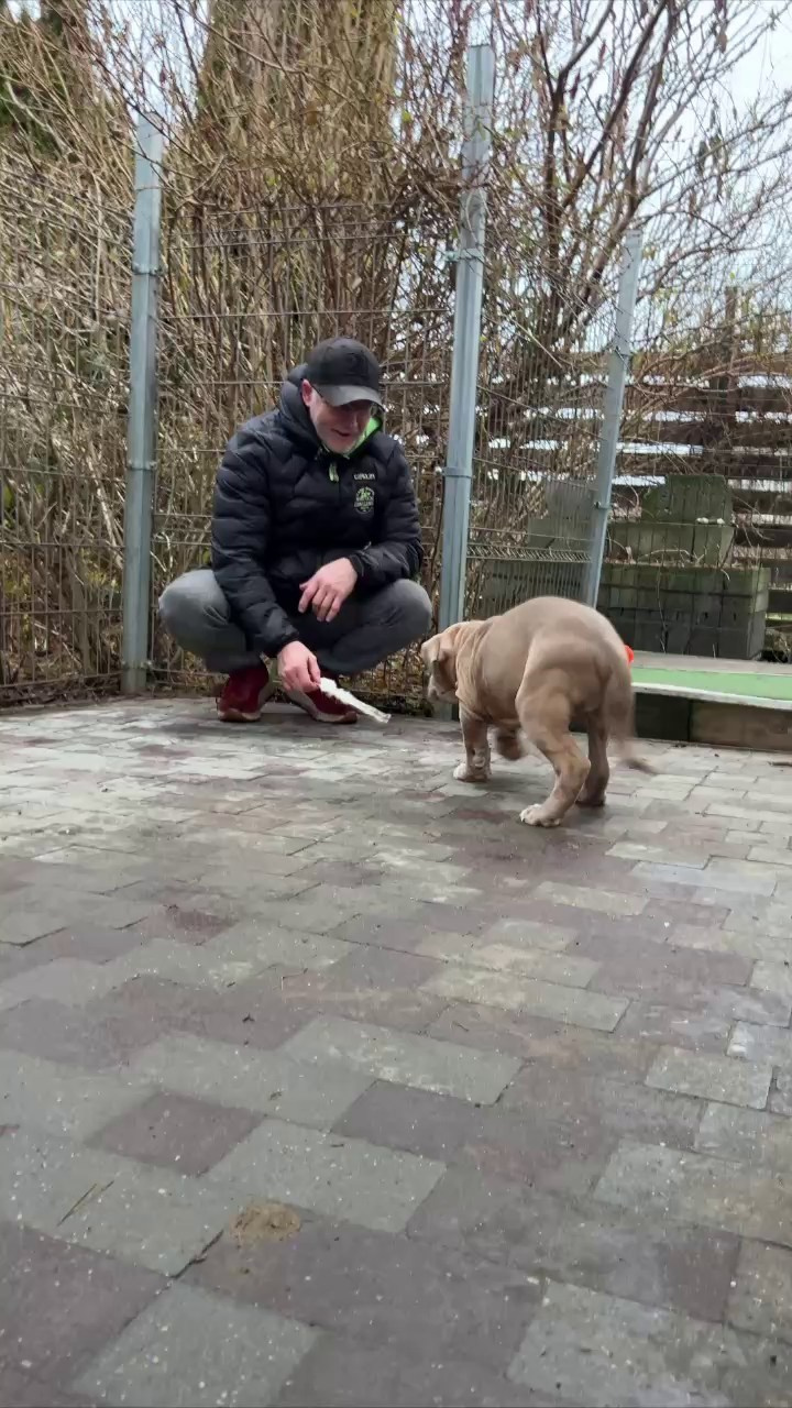 Все свободные щенки. Американские булли XL в г. Калининград. Питомник Great Bully UNIVERSE