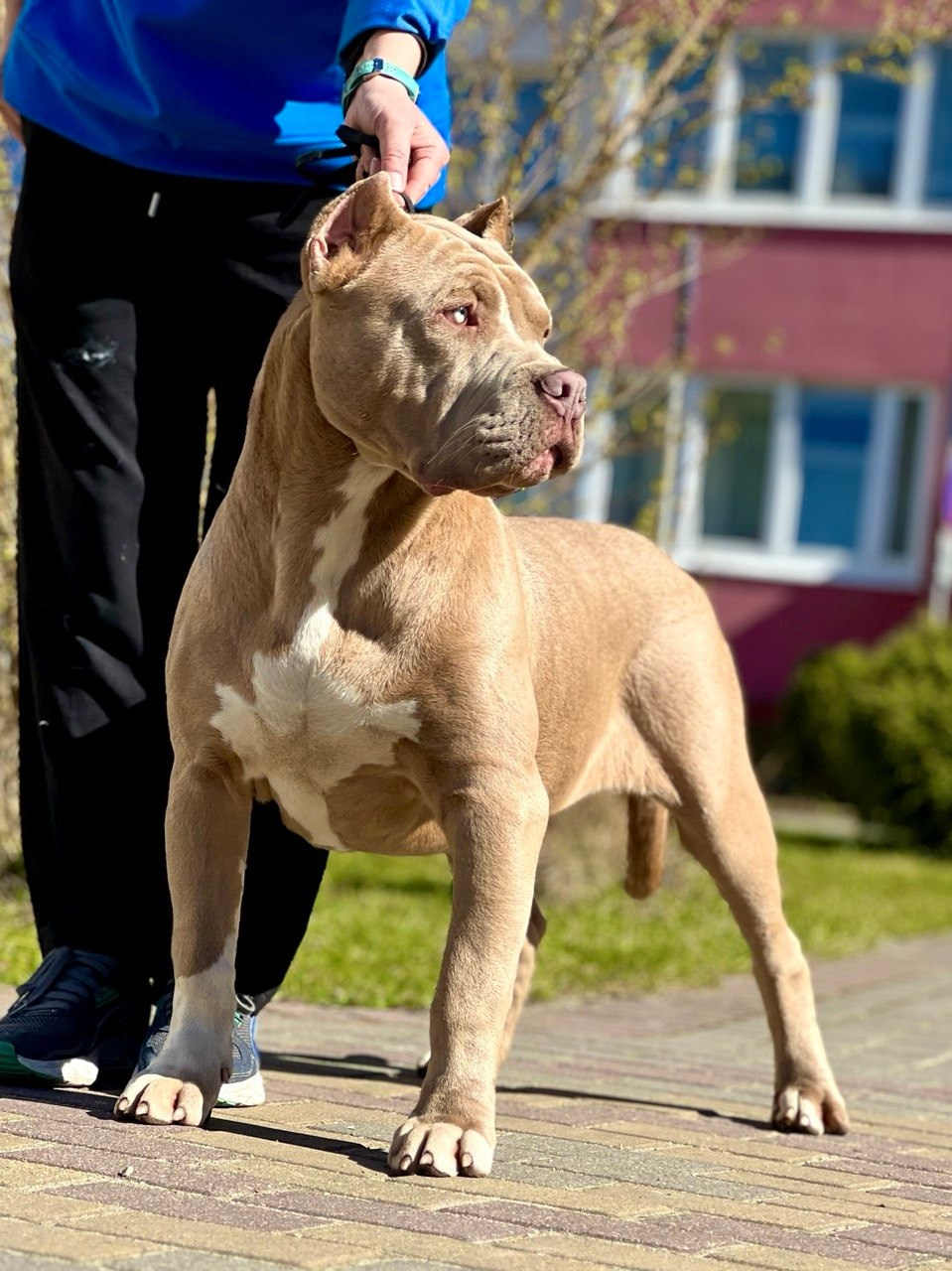 Все свободные щенки. Американские булли XL в г. Калининград. Питомник Great Bully UNIVERSE