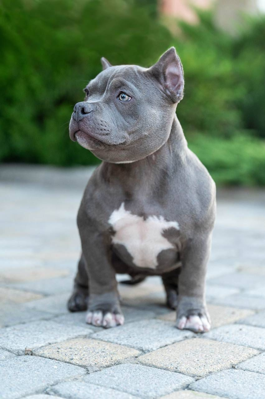 Помет Каспер и Изи. 18.04.25. Американский Булли в г. Ростов-на-Дону. Питомник THE POWER OF SIBERIA