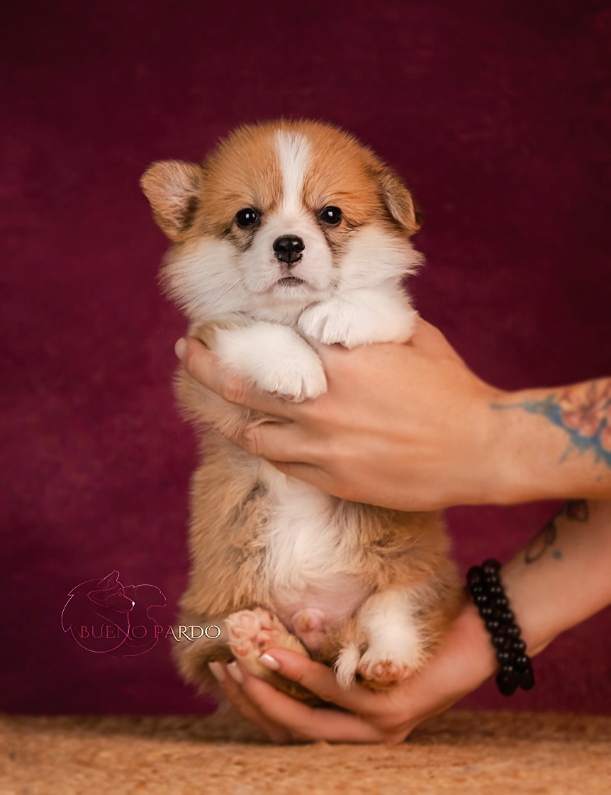 КОРГИ. Kawaii Kuma питомник собак пород Корги пемброк, Акита ину, Сиба