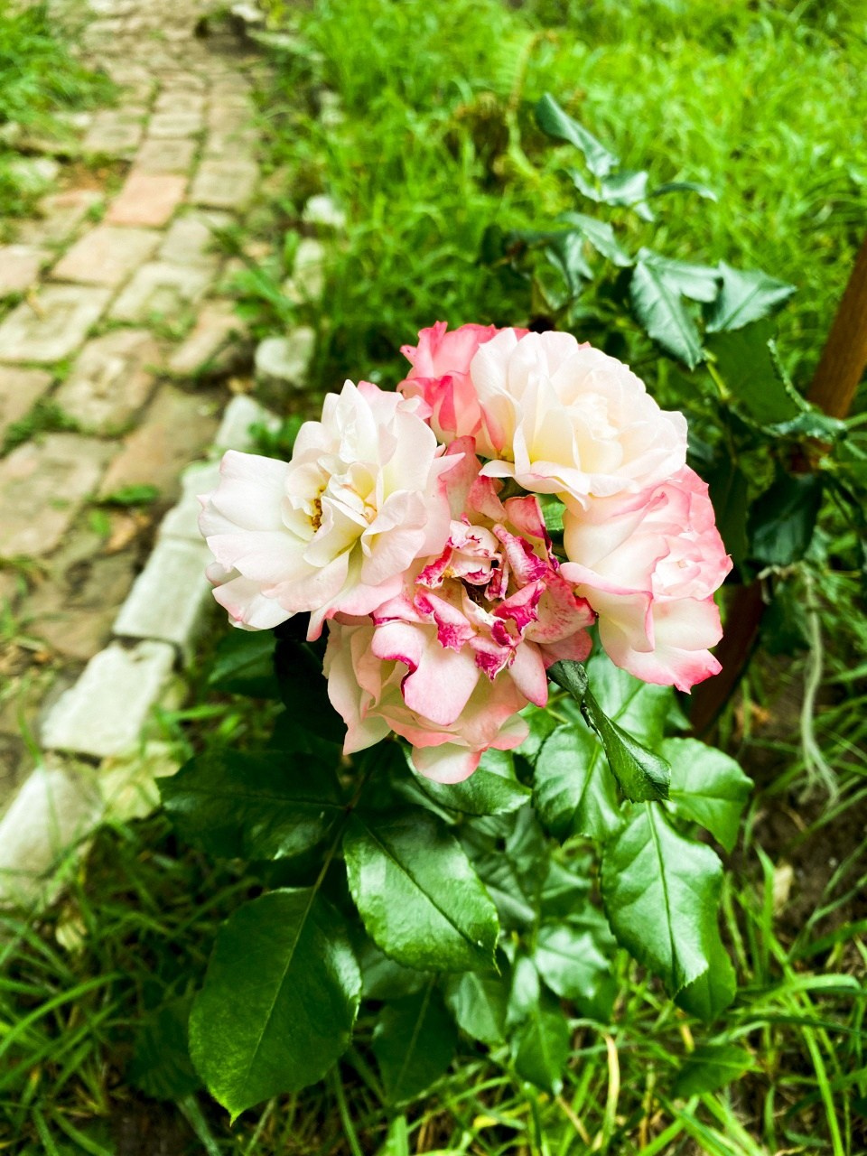 Новости. Дом Шрёдера