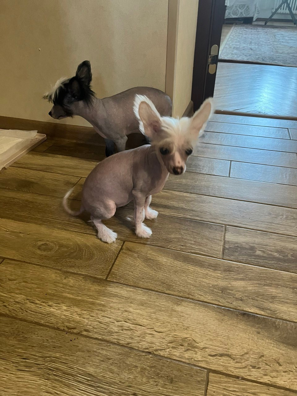 Дора и Доминика уехали домой. Питомник китайских хохлатых собак Poale Ell: купить щенка в питомнике