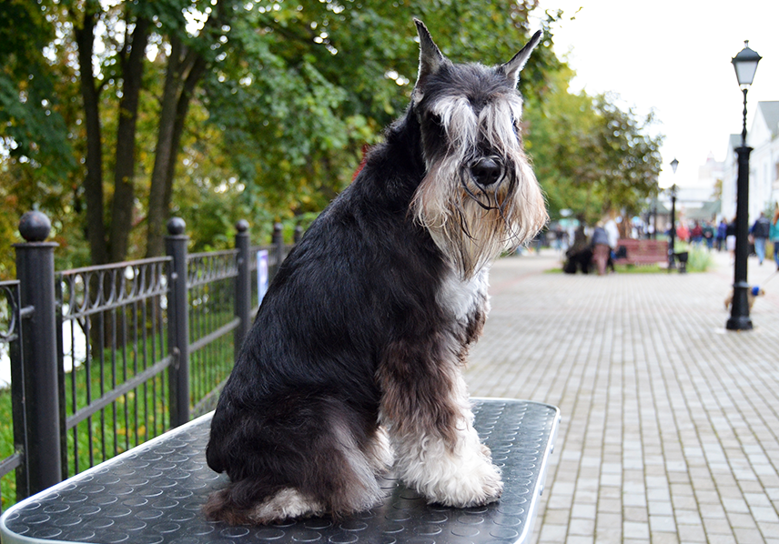 Питомник Делинсо Бэлэнс, щенки цвергшнауцера, купить щенка цвергшнауцера, питомник цвергшнауцеров, кобель цвергшнауцера для вязки, щенок цвергшнауцера, питомник цвергшнауцеров, черный с серебром, цверг, лучший питомник в беларуси, питомник цвергшнауцеров минск