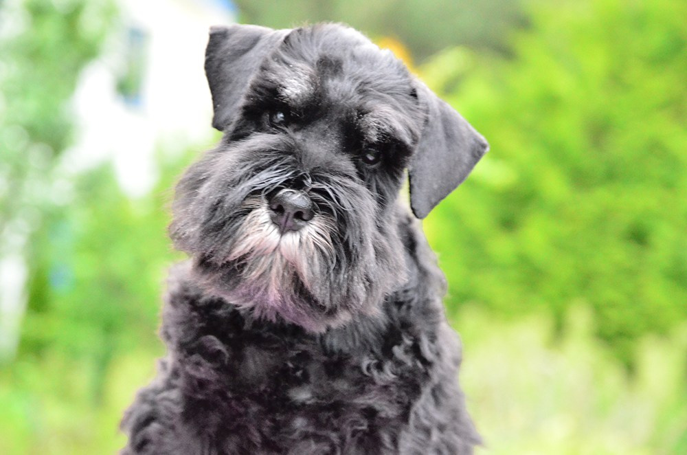 Litter «E» 17.05.2025. Питомник цвергшнауцеров в Беларуси «Делинсо Бэлэнс»