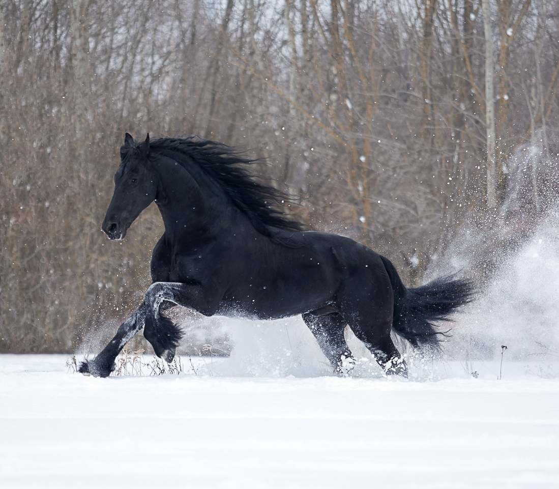 Лошади. Свадебный и портретный фотограф Москва