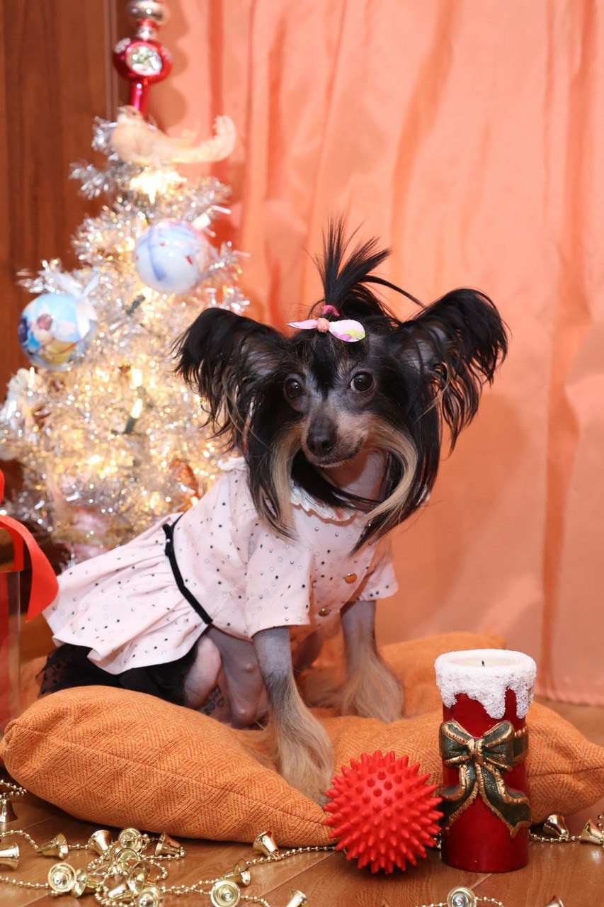 Victoria (Poale Ell Viktoriya) is one year old!. Chinese Crested Dog Kennel Poale Ell