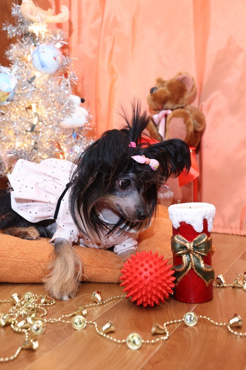 Victoria (Poale Ell Viktoriya) is one year old!. Chinese Crested Dog Kennel Poale Ell