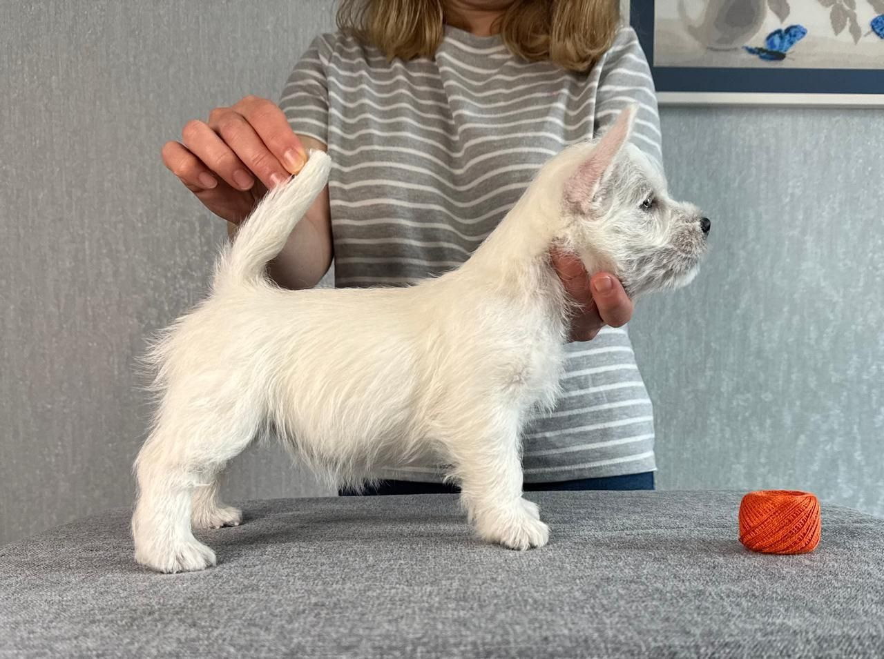 Щенки 14.01.2025. Питомник собак породы вест хайленд вайт терьер в Москве