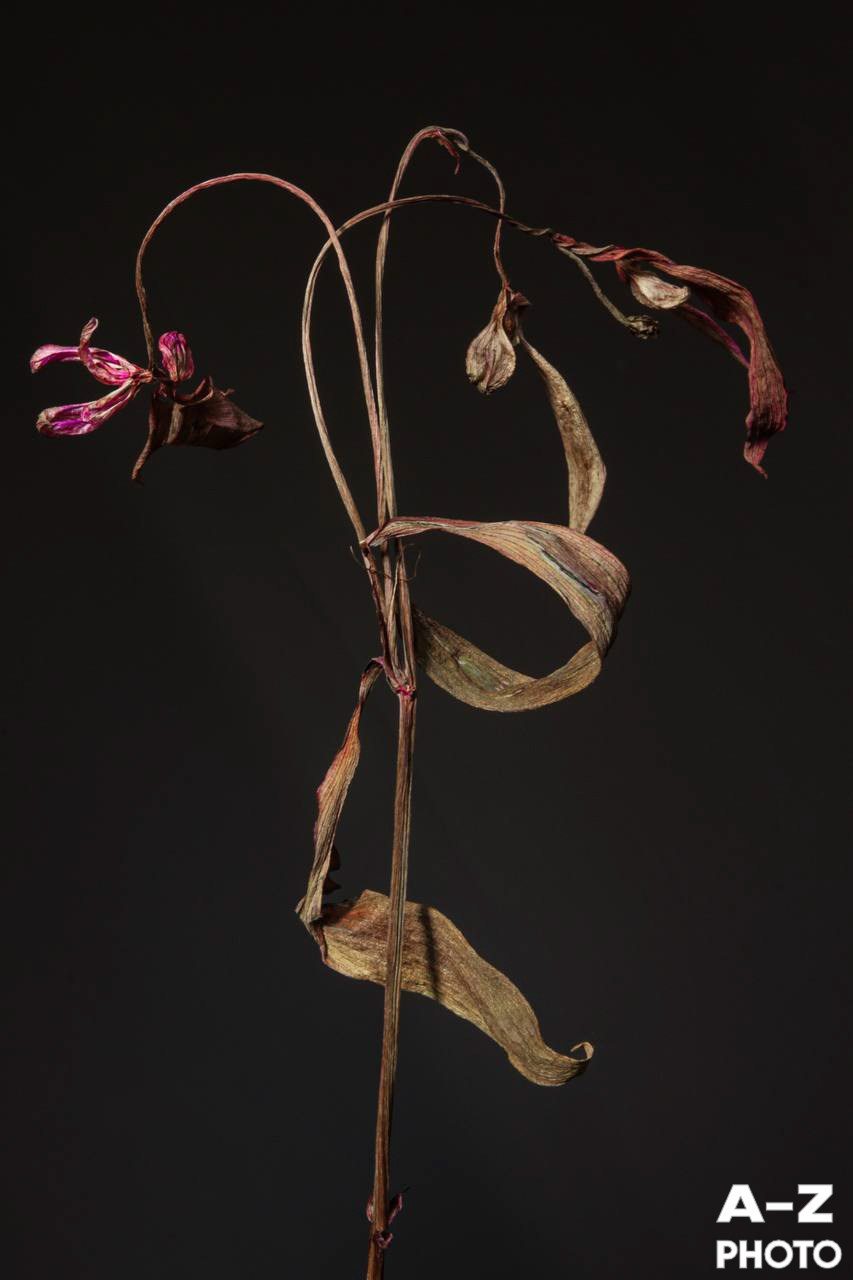 #ФОТОНЕДЕЛИ 16.03.2026. Женский семейный фотограф Тула Москва Захарова Анна