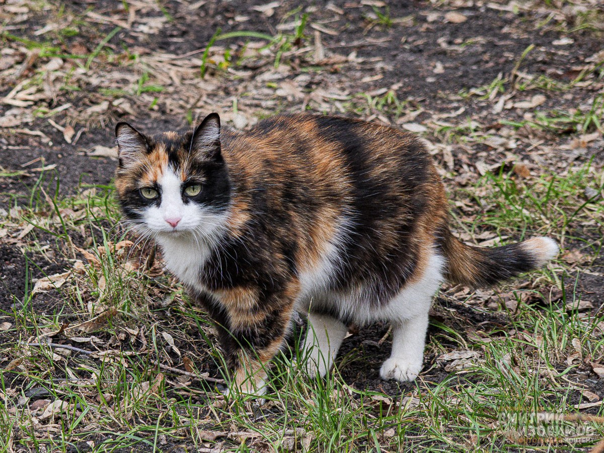 Водонапорная башня Тюмени