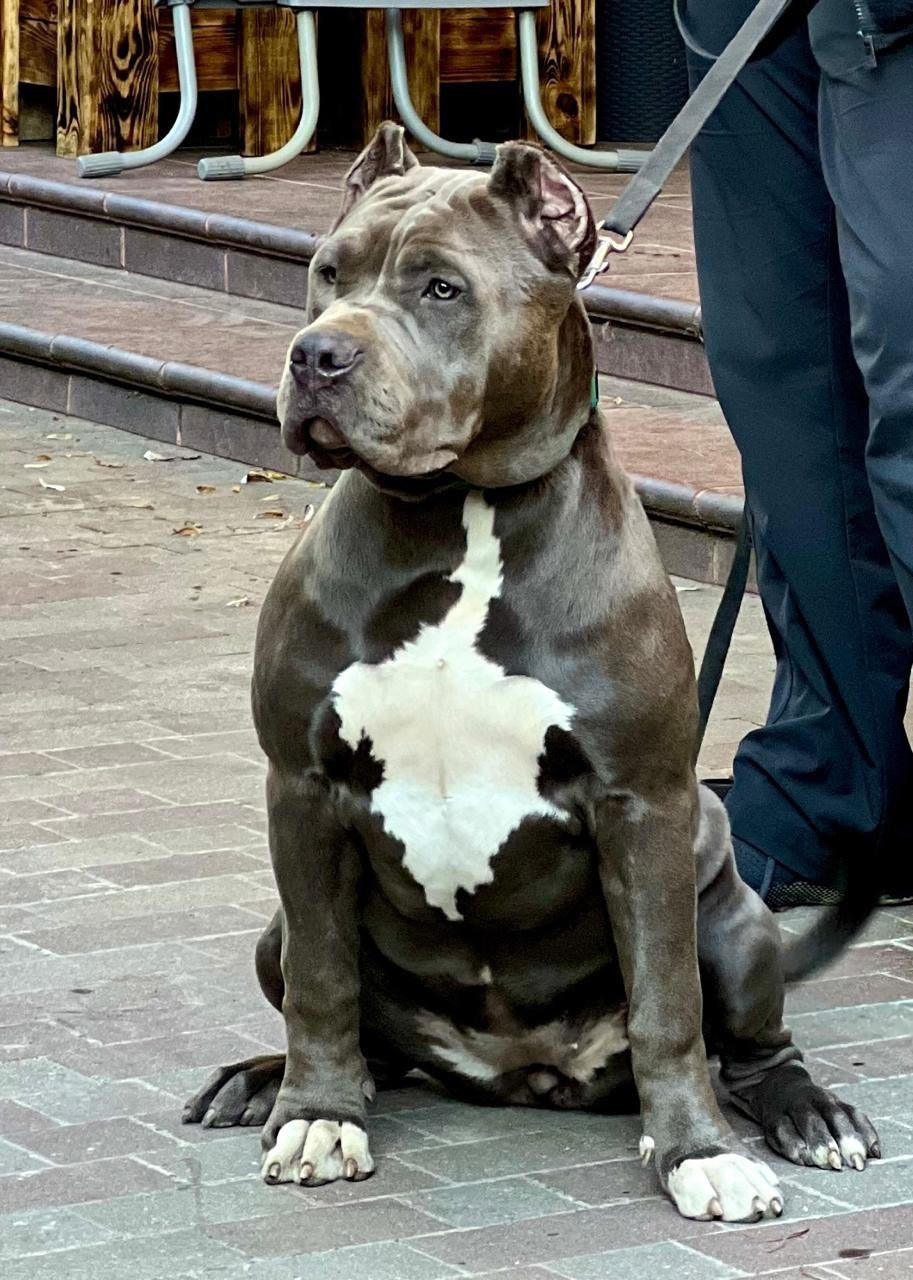 GBU Lakshmi. Американские булли XL в г. Калининград. Питомник Great Bully UNIVERSE