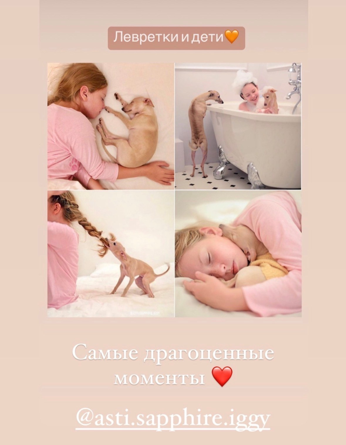 Левретка и ребенок: нежная дружба. Профессиональный питомник левреток РКФ/FCI ASTI SAPPHIRE 💎 Сочи|Санкт-Петербург