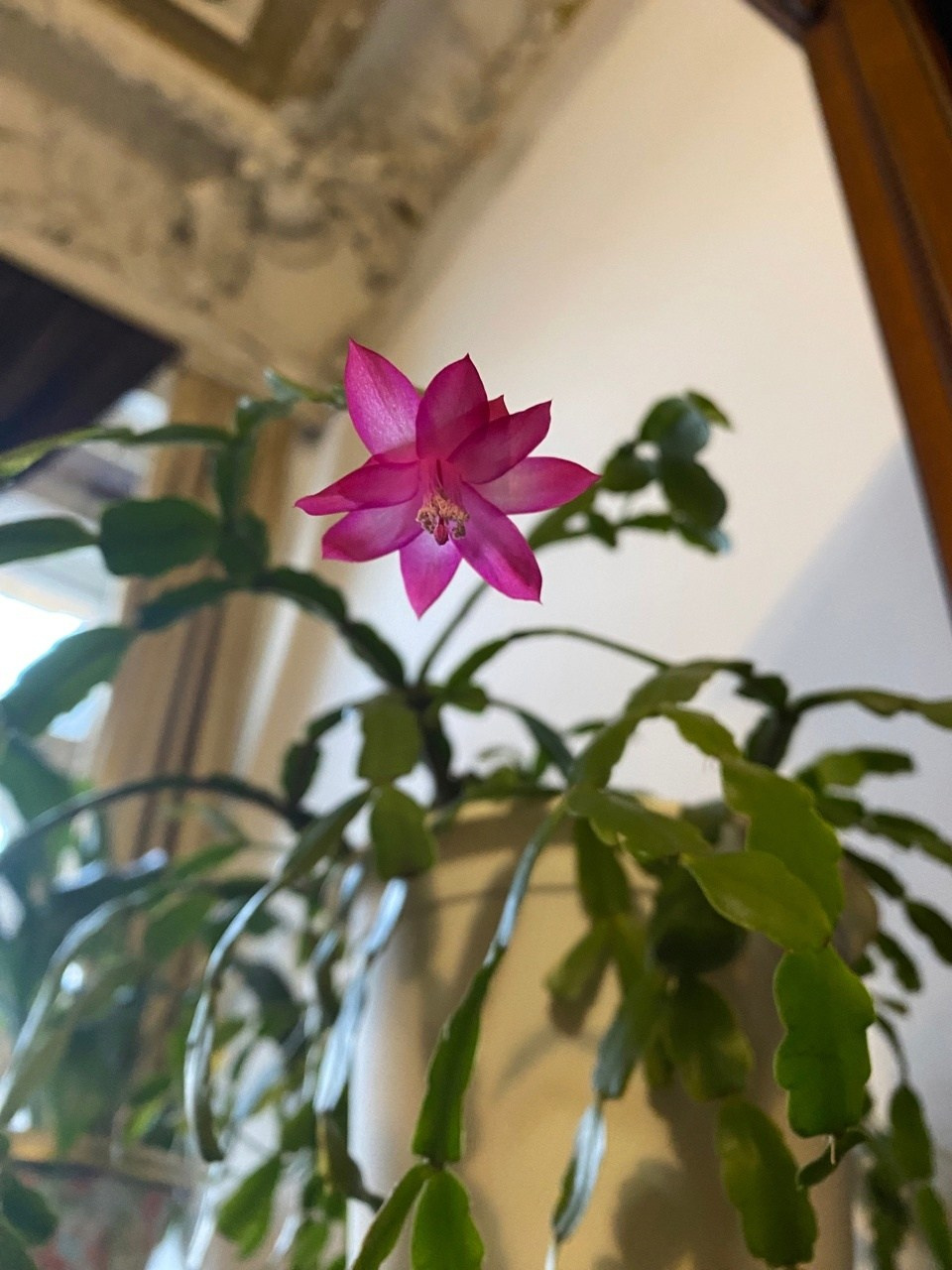 Новости. Дом Шрёдера