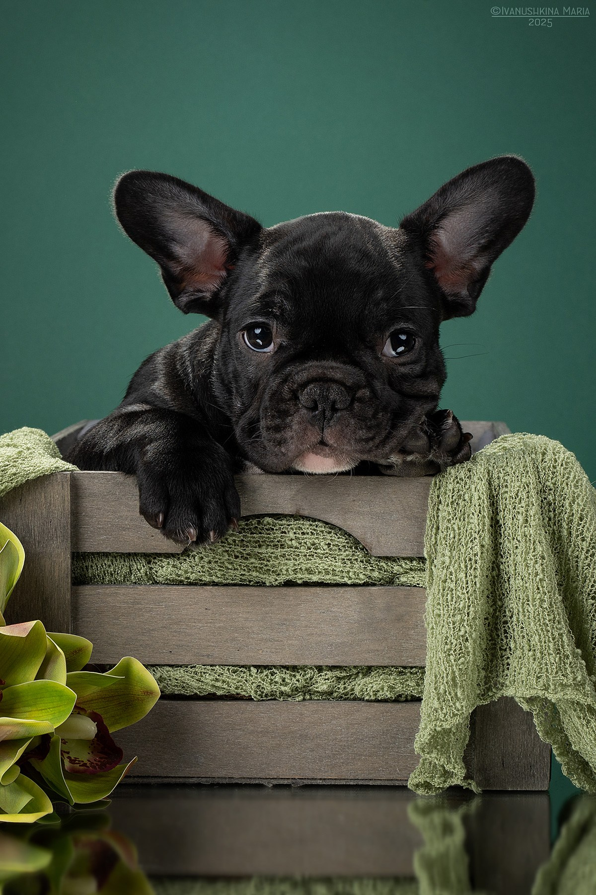 Фотосессия щенков на фонах. Фотограф собак в Москве и Московской области Иванушкина Мария