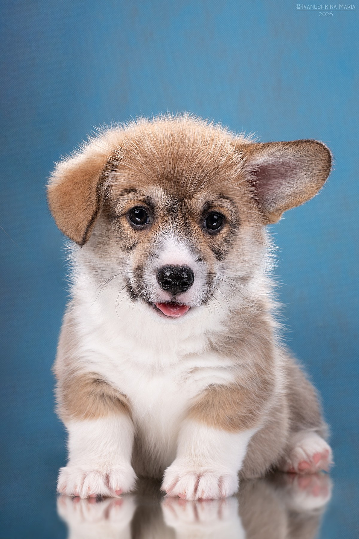 Фотосессия щенков на фонах. Фотограф собак в Москве и Московской области Иванушкина Мария