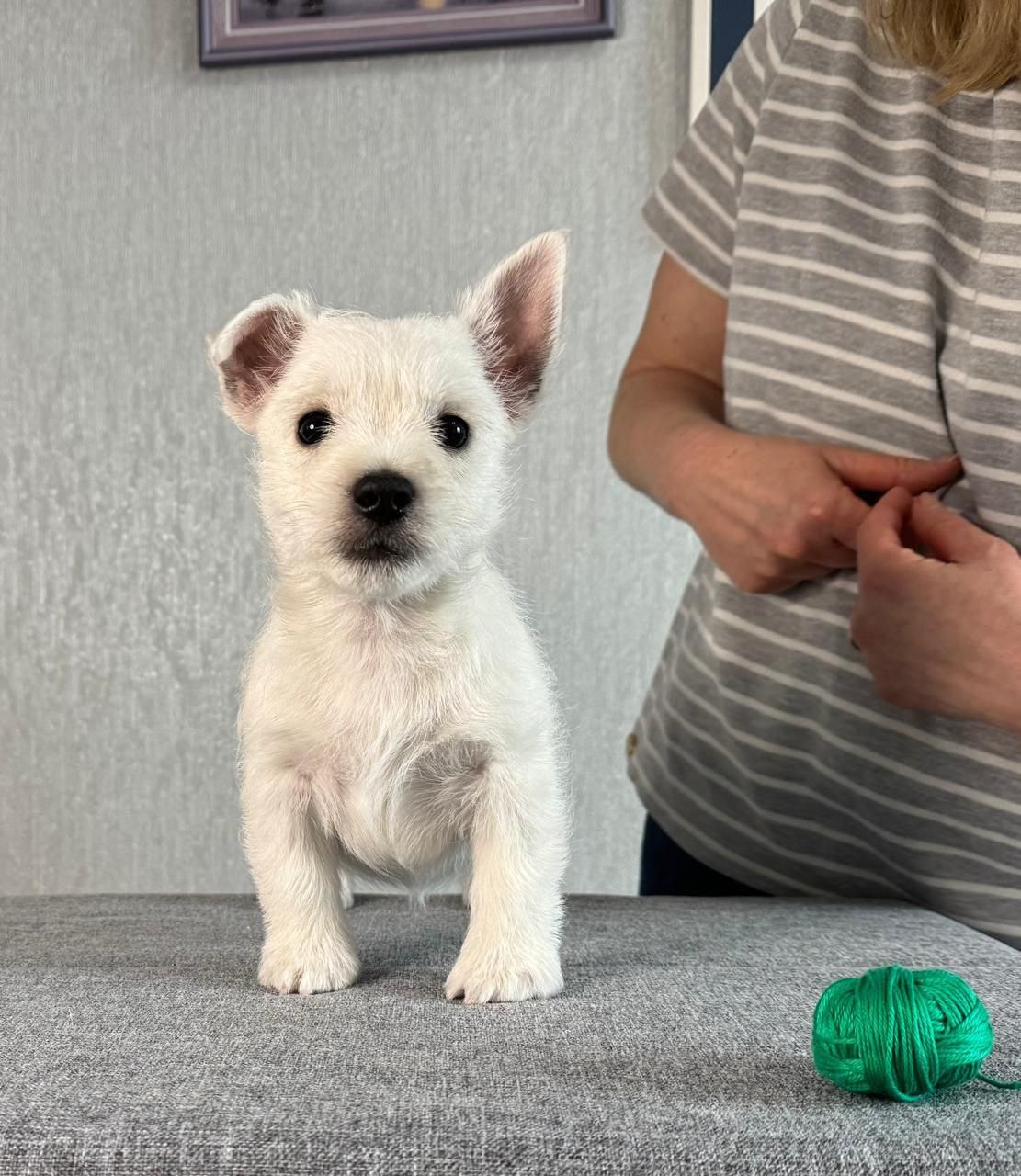 Щенки 14.01.2025. Питомник собак породы вест хайленд вайт терьер в Москве