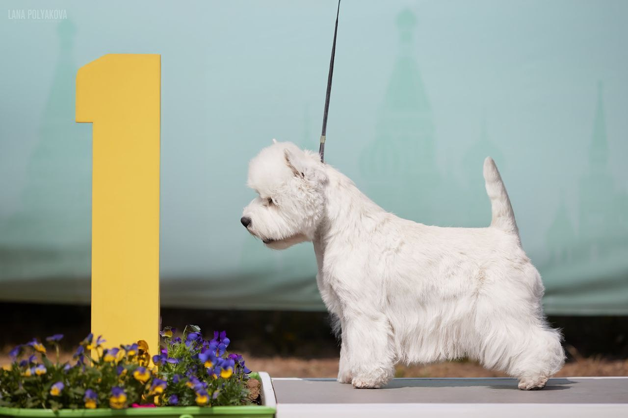 Щенки 14.01.2025. Питомник собак породы вест хайленд вайт терьер в Москве