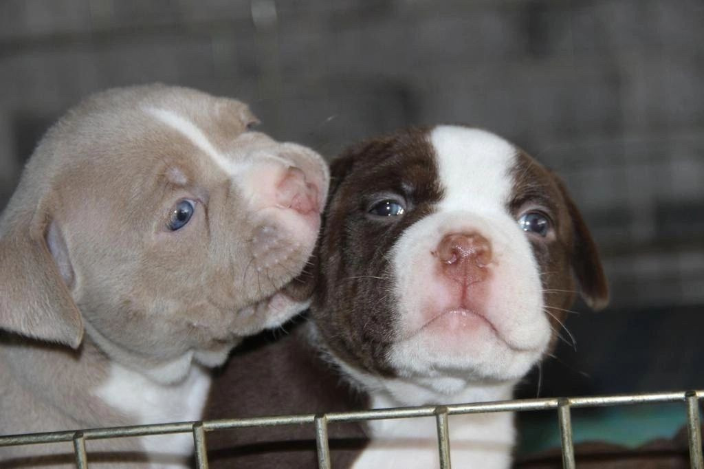 Официальный питомник American Bully в Минске