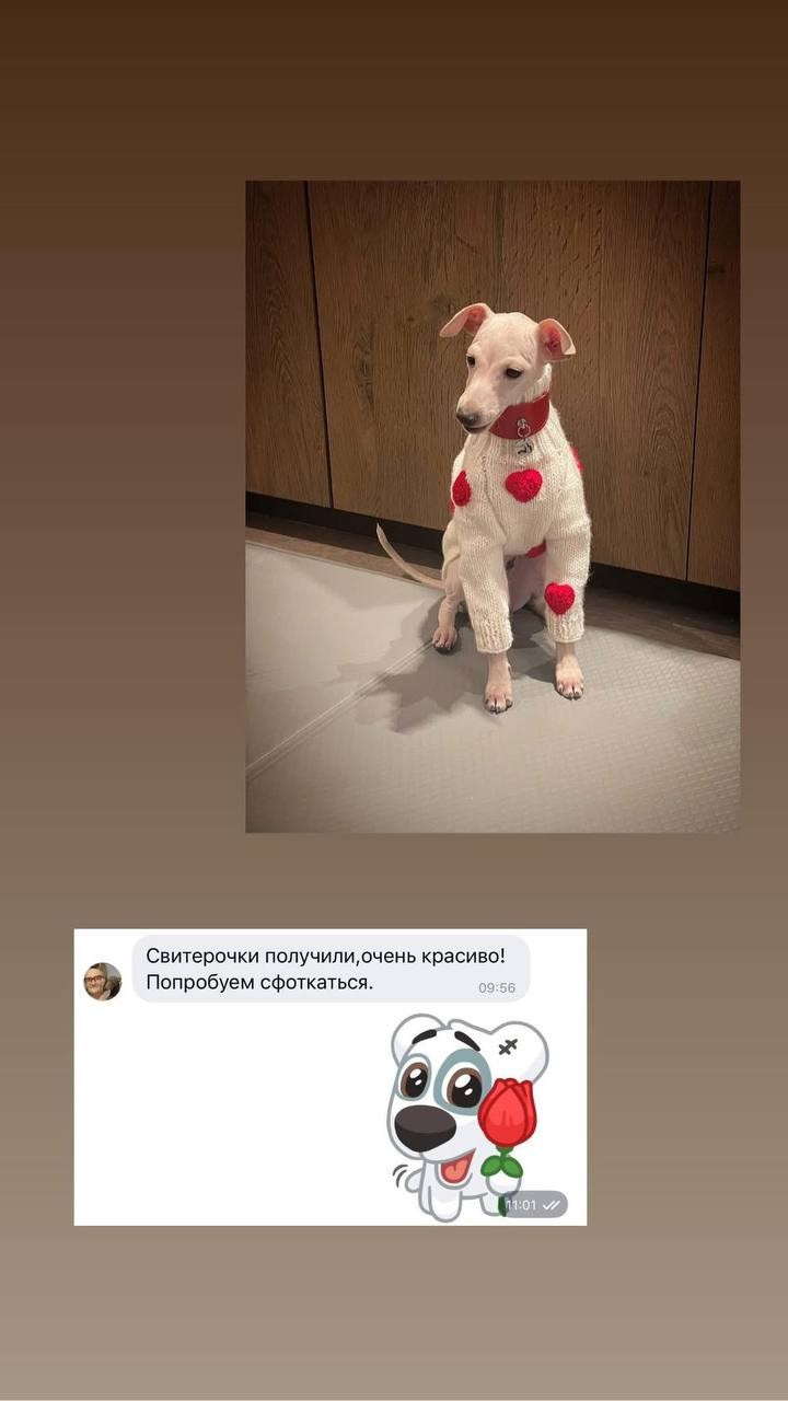 Итоги февраля. Профессиональный питомник левреток РКФ/FCI ASTI SAPPHIRE 💎 Сочи|Санкт-Петербург