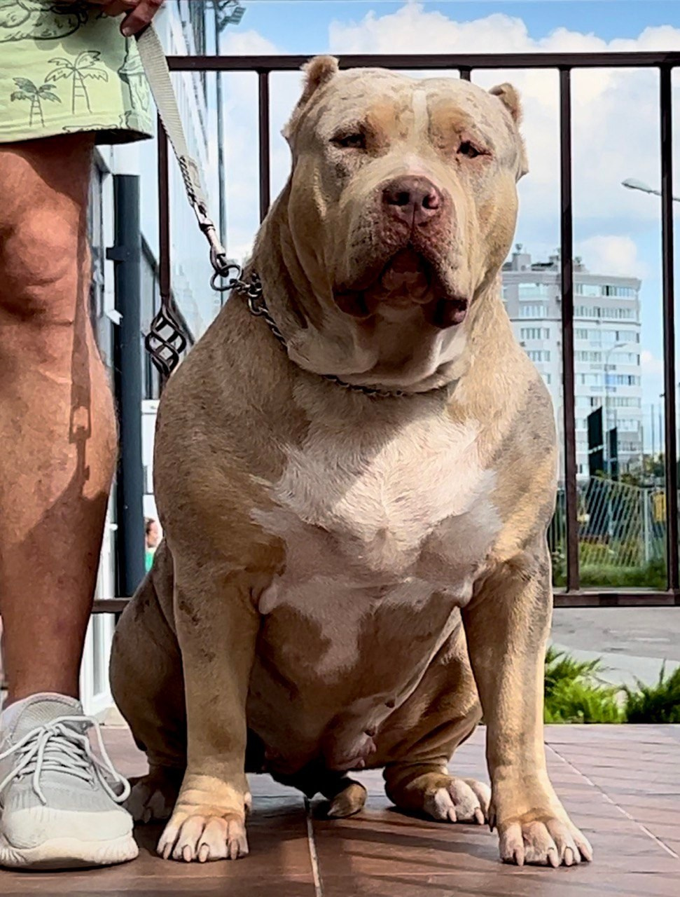 BBK’s Amber. Американские булли XL в г. Калининград. Питомник Great Bully UNIVERSE