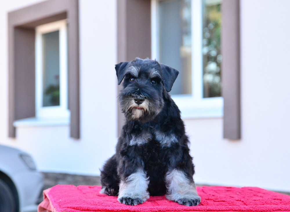 #цвергшнауцер #щенокцвергшнауцера #питомникцвергшнауцеров #делинсобэлэнс