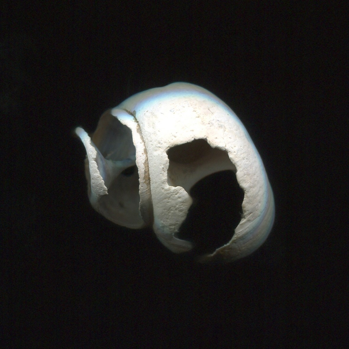 Pulherrima Rosa. Плёночный фотограф Юлия Андрейченко в Москве