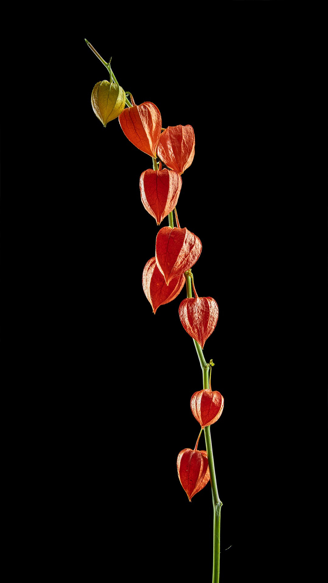 Проекты. Sakunov Photo