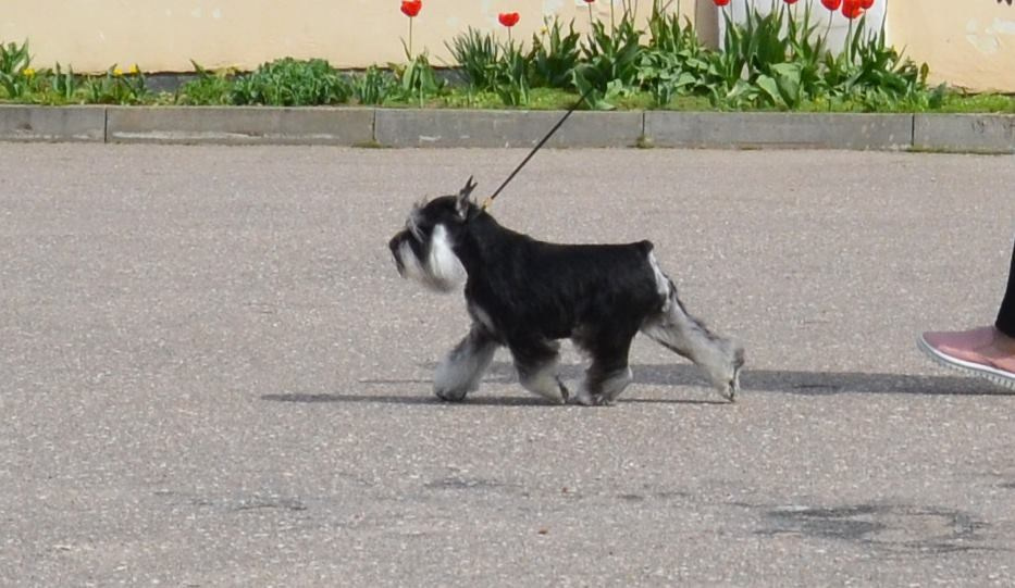 Софи/Asson Ari Vivien Marceau. Питомник цвергшнауцеров в Беларуси «Делинсо Бэлэнс»