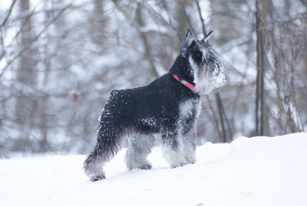 #delinsobalance #цвергшнауцер #питомникцвергшнауцеров #цвергшнауцерыбеларуси #питомникцвергшнауцеровбеларусь