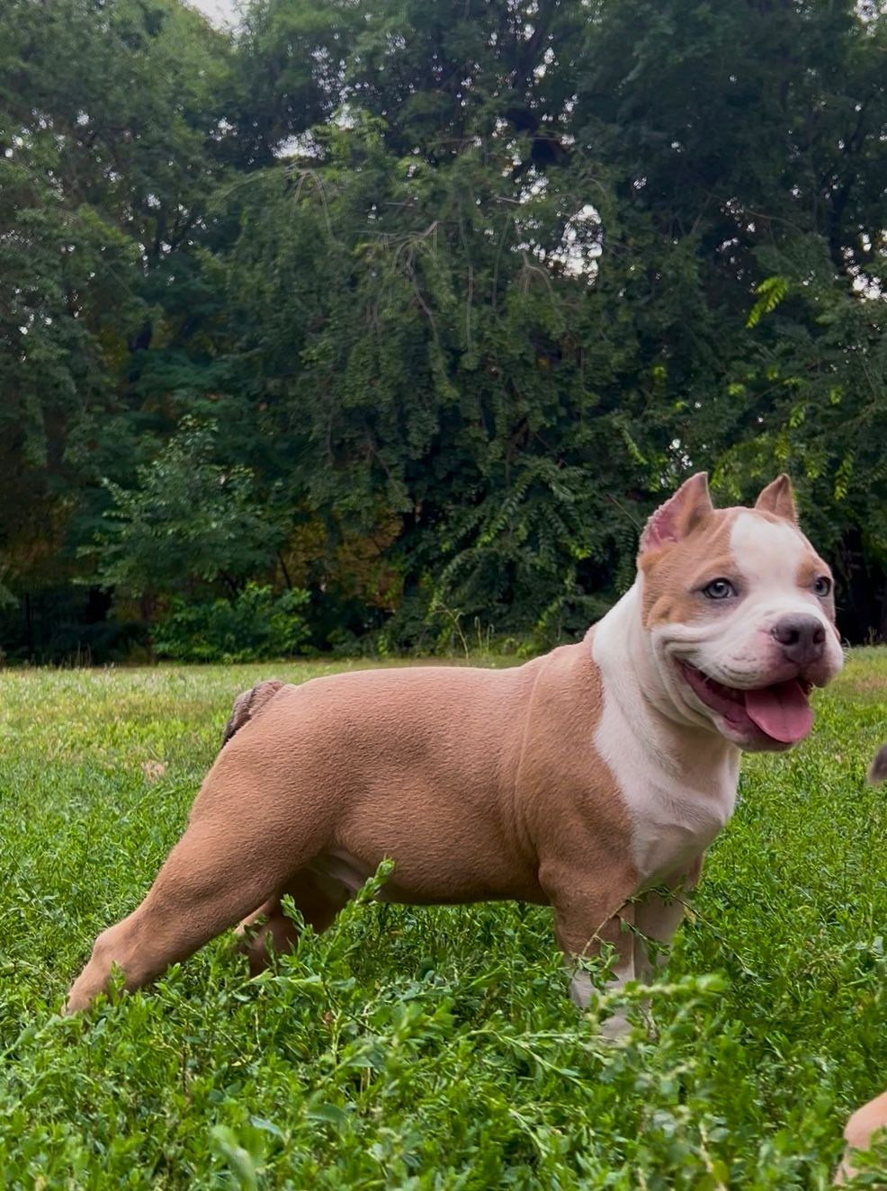 Помет Каспер и Адель. 08.05.25. Американский Булли в г. Ростов-на-Дону. Питомник THE POWER OF SIBERIA