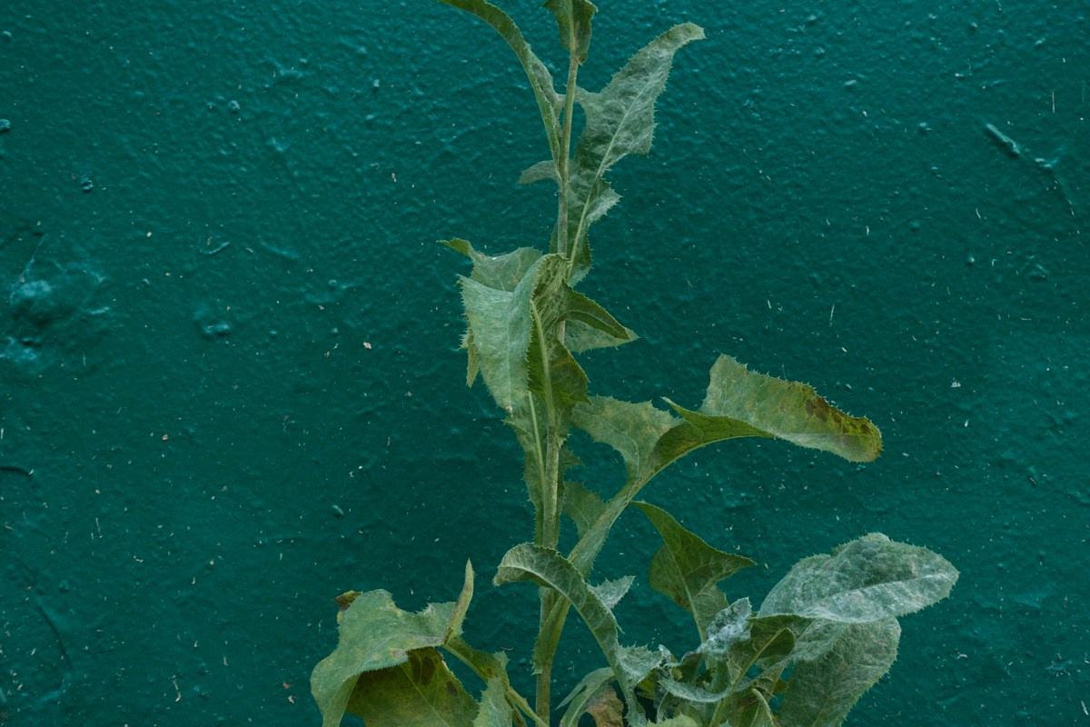 8-9/25. Иван Кобяков