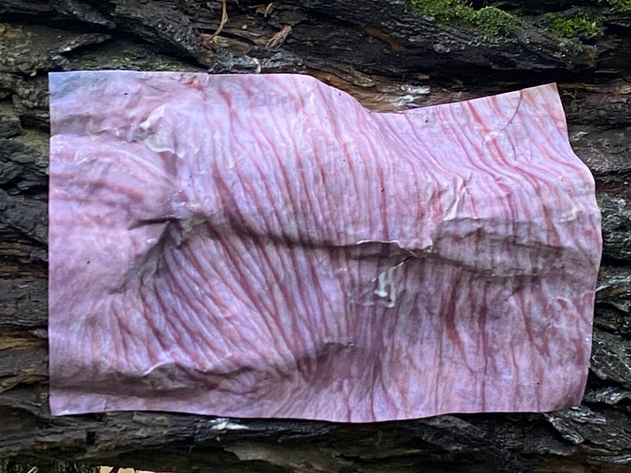 Красненькая биеннале. Санкт-Петербург. Лилия Ким. Междисциплинарный художник