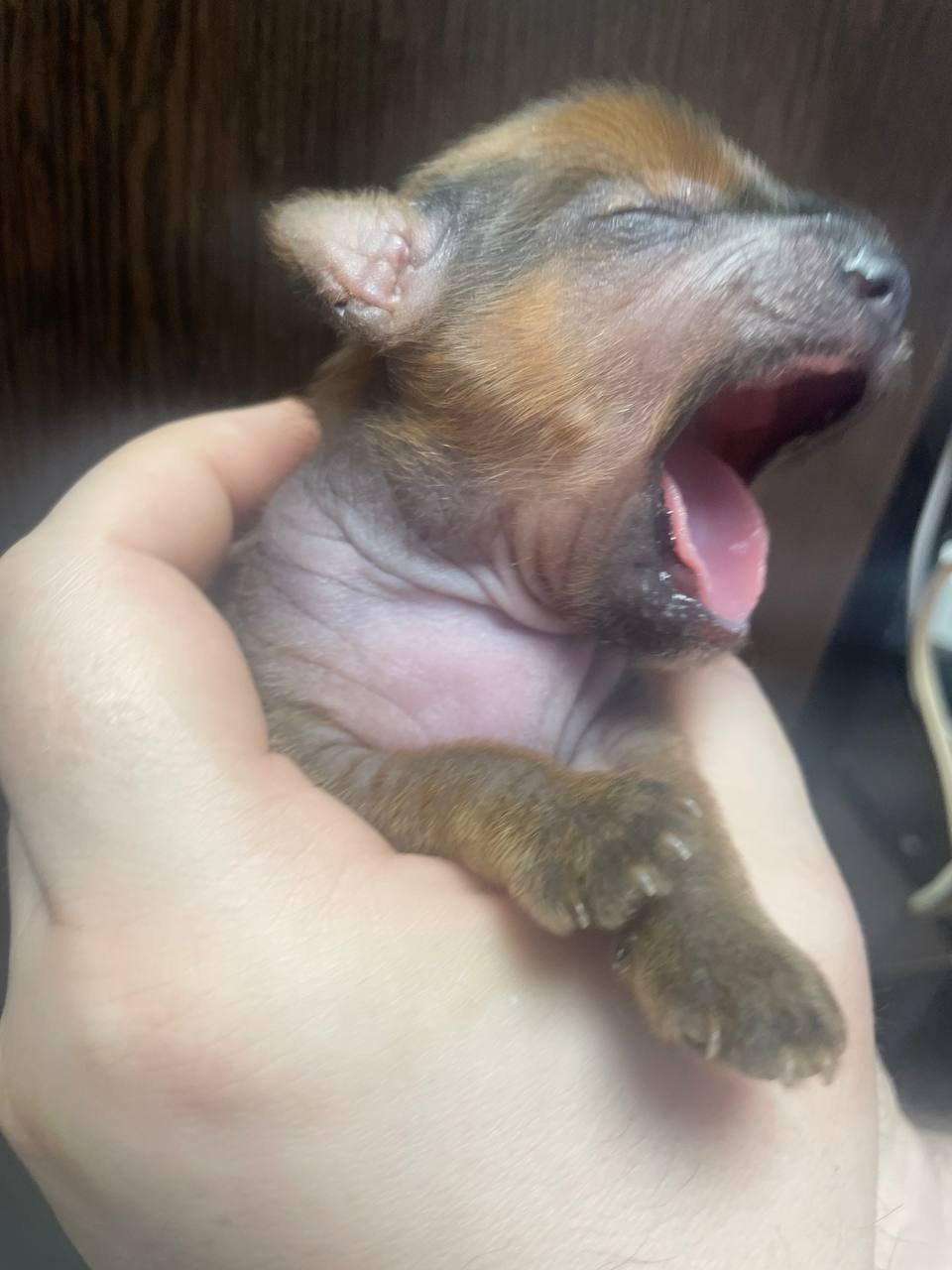 Poale Ell Gloria неделя