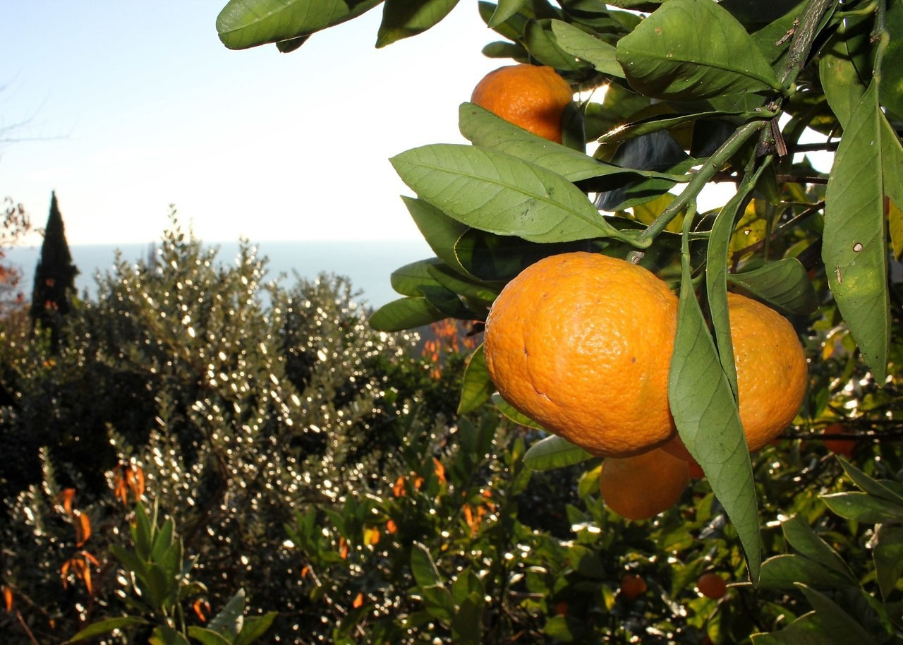 Обучающий фототур в Абхазию 20–25 февраля 2026. Детский и семейный фотограф Елена Михайлова в Москве